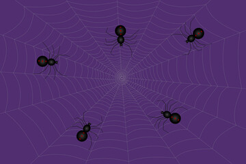 Spiders on web