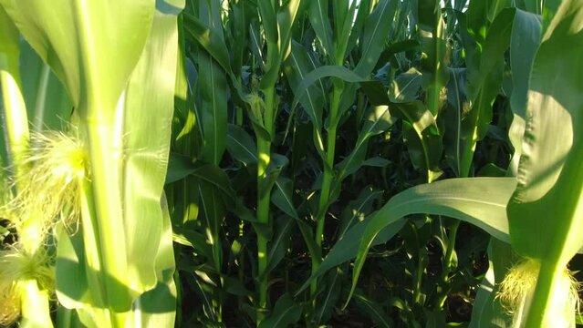 Close up panning view of green beautiful fresh corn leaves and blue sky at sunny day. Agriculture food corn field with green maize lush and stems. Inspection of healthy leaves at plantation.