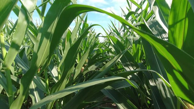 Close up of growing young maize of corn seedling plants cultivated on agricultural countryside farmland. Inspection of crops on sunny day. Walk and movement in green corn field. Food agriculture.