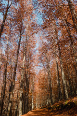 São Lourenço Beech Tree Forest, pathway leaves fall in ground landscape on autumnal background in November, Manteigas, Serra da Estrela, Portugal.