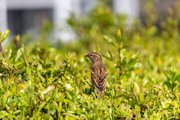 bird on fence