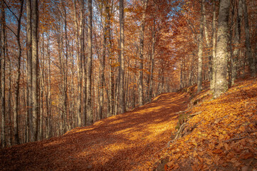 Obraz premium São Lourenço Beech Tree Forest, pathway leaves fall in ground landscape on autumnal background in November, Manteigas, Serra da Estrela, Portugal.