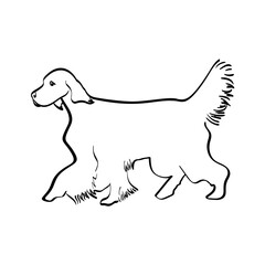 English Setter silhouette real in black, vector isolated illustration in black color on white