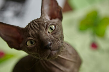 Charming gray Sphynx kitten roams on the table of the art workshop.