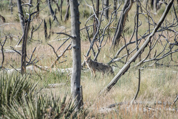 Coyote Mesa Verde 