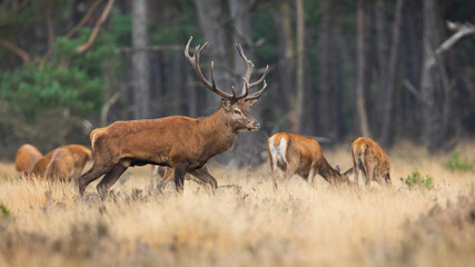 Red deer, cervus elaphus, walking on dry field with herd in background. Stag and hinds grazing on grassland in national park. Group of mammals moving on pasture in Netherlands.