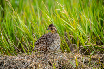 Bobwhite quail