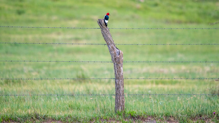 Red Headed Woodpecker on farm fence