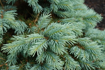 Naklejka na ściany i meble Sester Dwarf Blue Spruce is a dwarf conifer which is primarily valued in the landscape or garden for its distinctively pyramidal habit of growth.