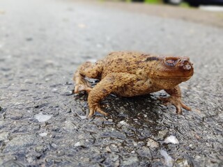 fliegenmadenkrankheit bei bufo bufo