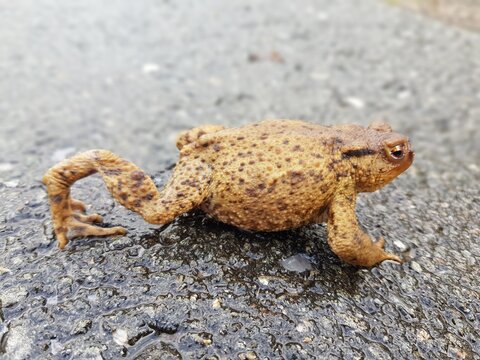 fliegenmadenkrankheit bei bufo bufo