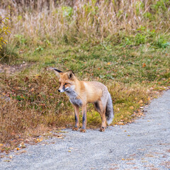 The red fox Vulpes vulpes walks along a path in the forest.