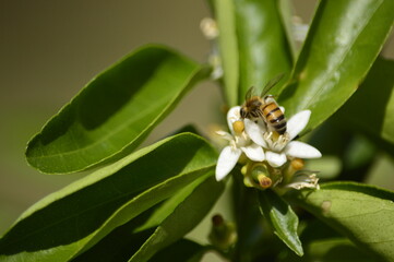 abelha na flor da laranjeira