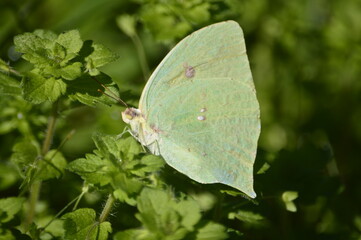 borboleta na natureza