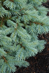 Sester Dwarf Blue Spruce is a dense multi-stemmed evergreen shrub with a distinctive and refined pyramidal form.