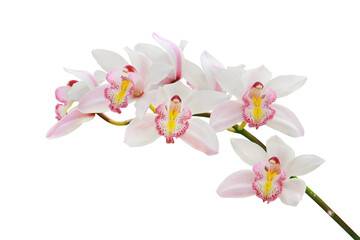 Blooming Pink Cymbidium Orchid Flowers Isolated on White Backgro