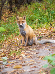 Close up of a red fox Vulpes vulpes, sitting on a path in the forest.