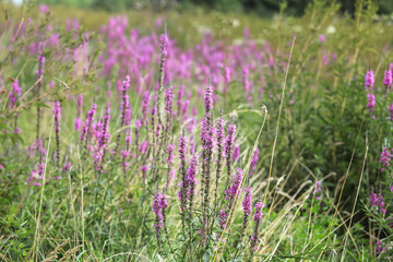 Naklejka premium Meadow with violet purple blooming wild flowers. Loosestrife in the wild