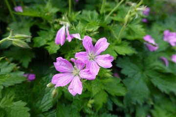 Wild geranium is native to Eastern North America, growing from Southern Ontario to Georgia and west...