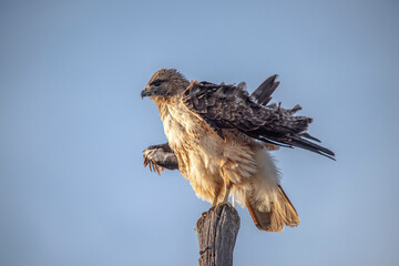Drying Red Tailed Hawk