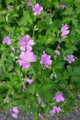Wild geranium is in the Geraniaceae (Geranium) family.