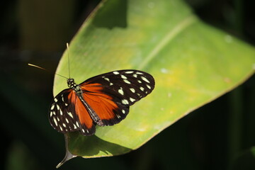 butterfly on leaf