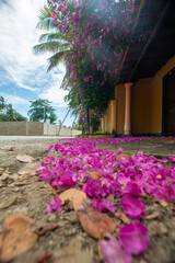 Flowering bougainvillea. Fuchsia. Flowers in the street

