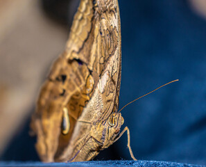 butterfly on a branch