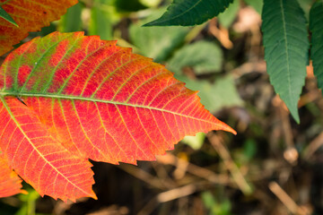 Yellow and red leaves and blue sky