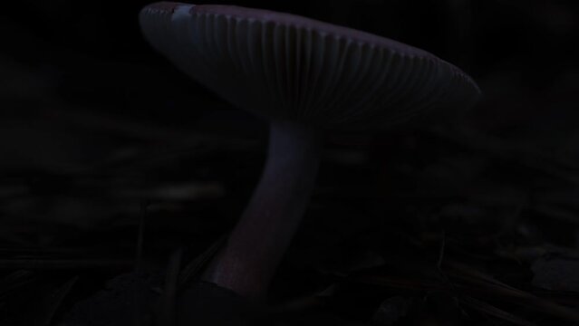 mushroom in the dark