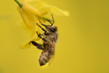 Close-up of a honey bee hanging on a yellow rapeseed flower. The background is yellow the color of rapeseed.