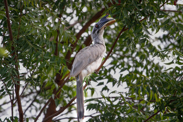 Indian grey hornbill sitting on tree branch and looking for food. Save bird concept