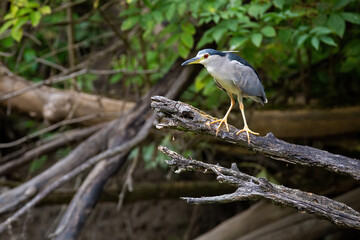 Black-crowned night heron, nycticorax nycticorax, sitting on branch in summer. Color bird resting on tree in wtland. Feathered animal looking on bought.