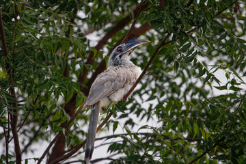 Indian grey hornbill sitting on tree branch and looking for food. Save bird concept