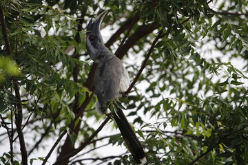 Indian grey hornbill sitting on tree branch and looking for food. Save bird concept