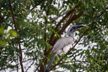 Indian grey hornbill sitting on tree branch and looking for food. Save bird concept