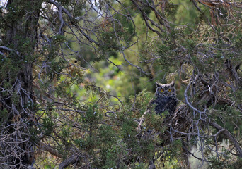 Hiding Great Horned Owl