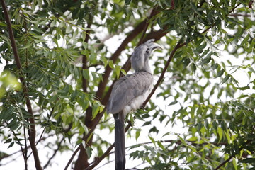 Indian grey hornbill sitting on tree branch and looking for food. Save bird concept