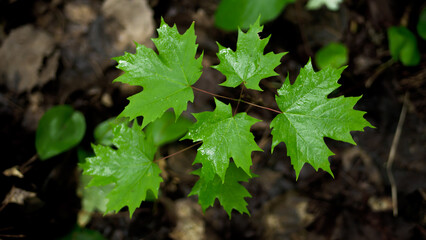 Feuilles d'érable après la pluie, forêt Canada 