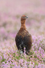 Close up portrait of a Red Grouse male in late Summer when the heather is in full bloom.  Facing forward.  Scientific name: Lagopus Lagopus.  Vertical.  Copy Space.