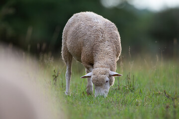 Obraz na płótnie Canvas Sheep grazing on green grassland on countryside in spring. White domestic animal eating grass on field in summertime. Mammal with fluffy wool feeding on pasture.