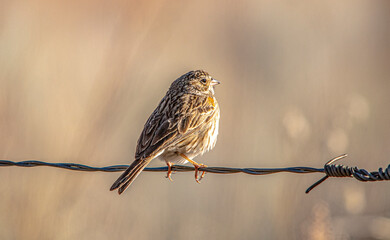 Sparrow  on fence