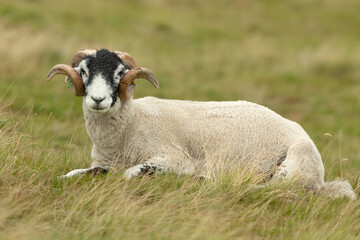 Close up of a fine Swaledale ram with curly horns, lying down and facing forward in a summer meadow.  Clean background.  Copy space.  Horizontal.
