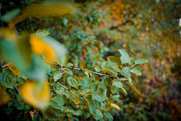 Blätter im Sonnenlicht