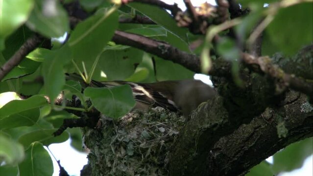 chaffinch building a nest and breeding