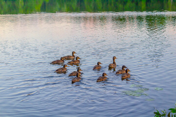 ducks on the lake