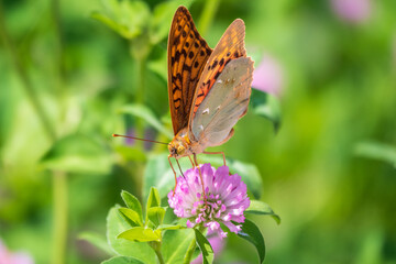 The dark green fritillary butterfly collects nectar on flower. Speyeria aglaja is a species of butterfly in the family Nymphalidae.