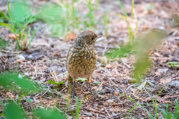 The common redstart, Phoenicurus phoenicurus, young bird, is sitting on a ground against a blurred background.