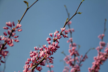 branch of a cherry