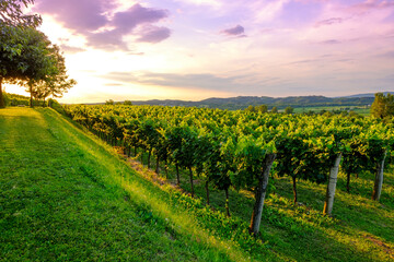 Fototapeta na wymiar Beautiful sunset at the vineyards
